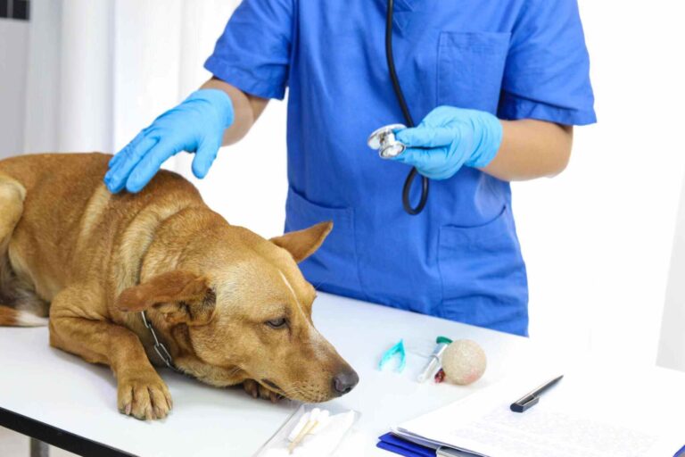 Treating Chronic Illness in Pets With Medicine Whats New from