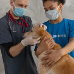 Managing Chronic Conditions In Pets With Medication: Insights From PetPawsRx