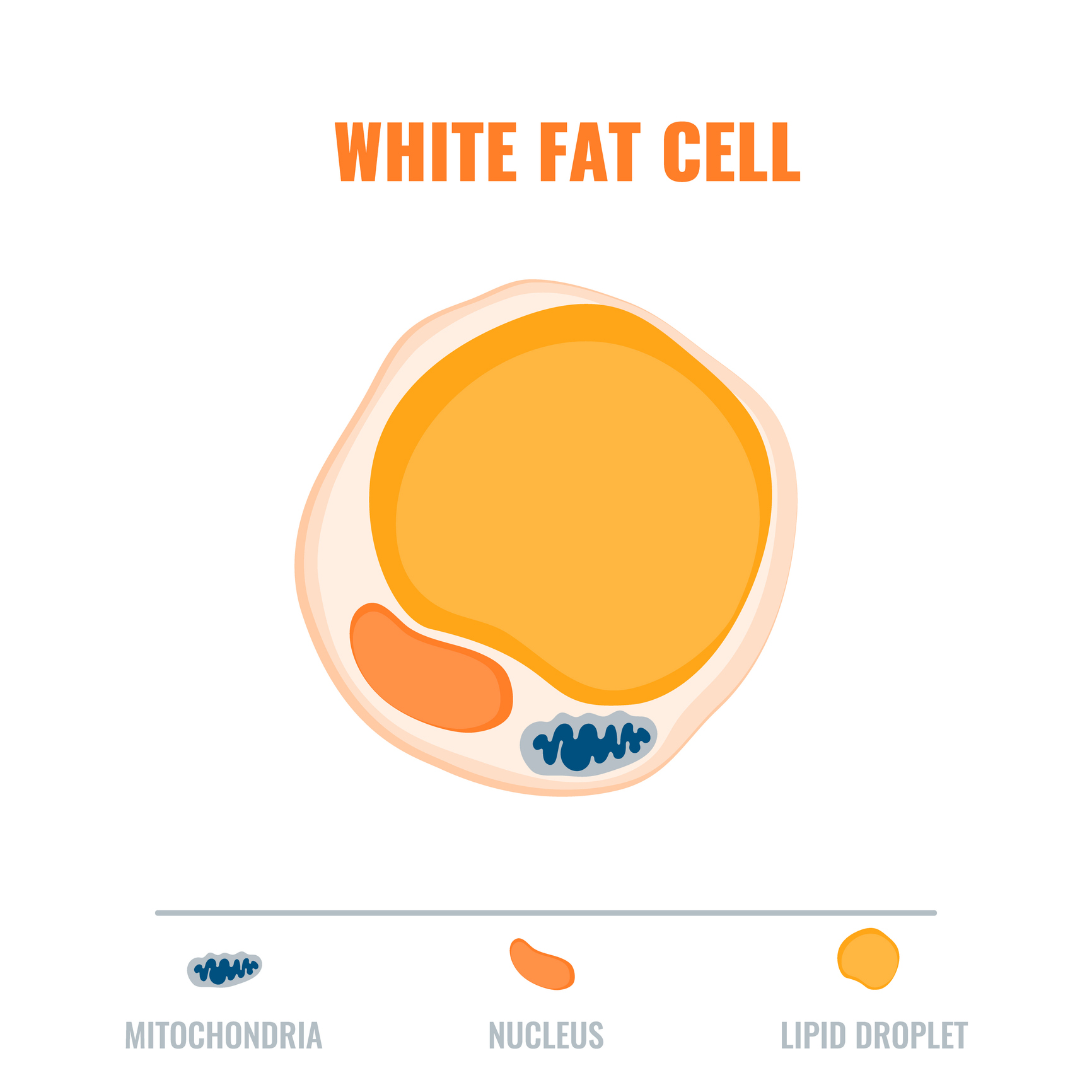 Do You Know the 4 Types of Body Fat?