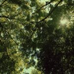 wellness sporu nedir